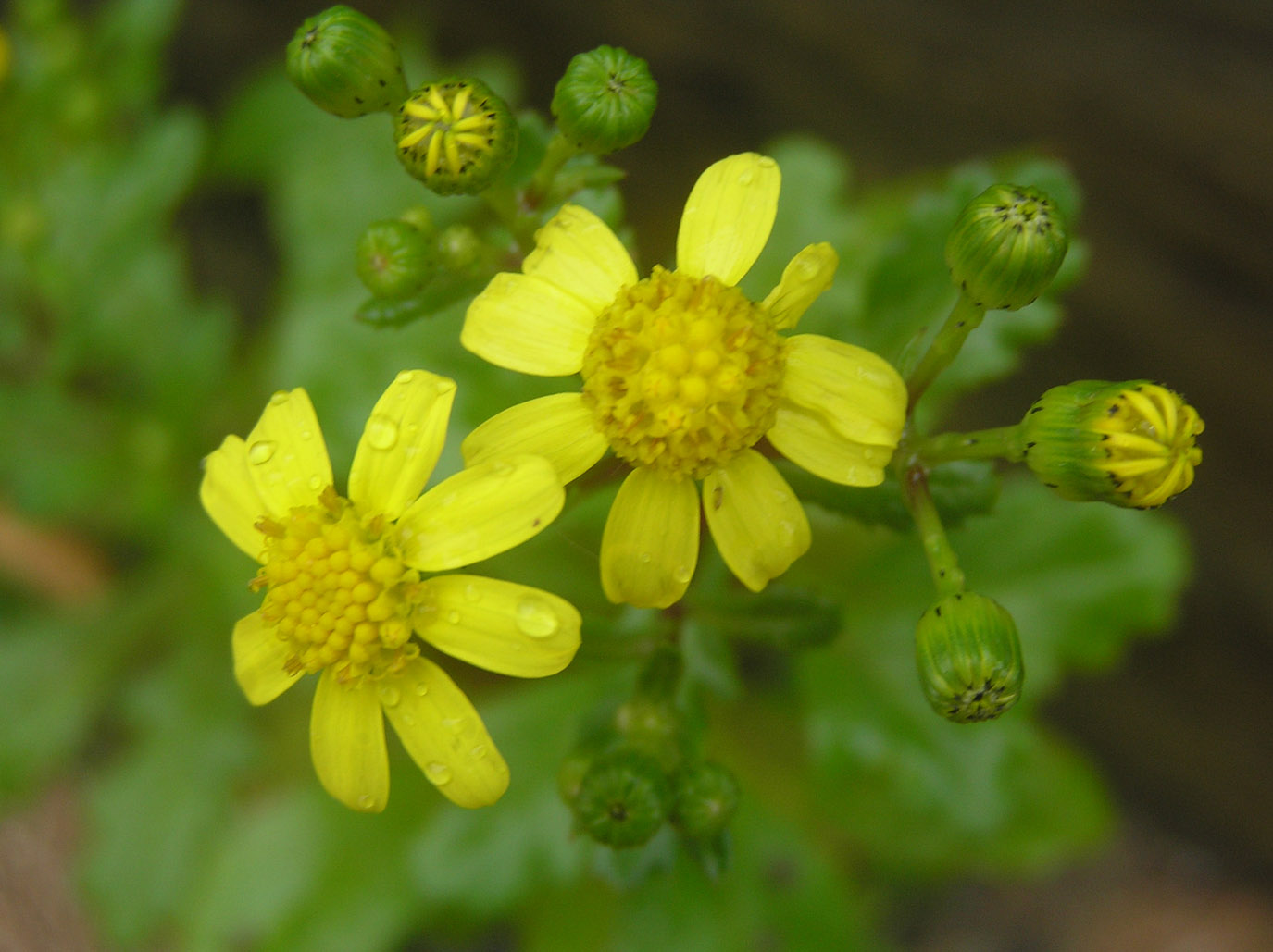 Fumaria capreolata e Senecio leucanthemifolius